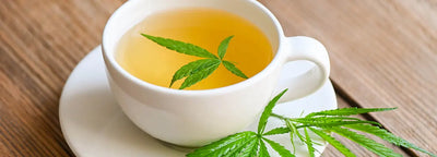 Le CBD infusé : quand bien-être et rituel du thé ne font plus qu’un